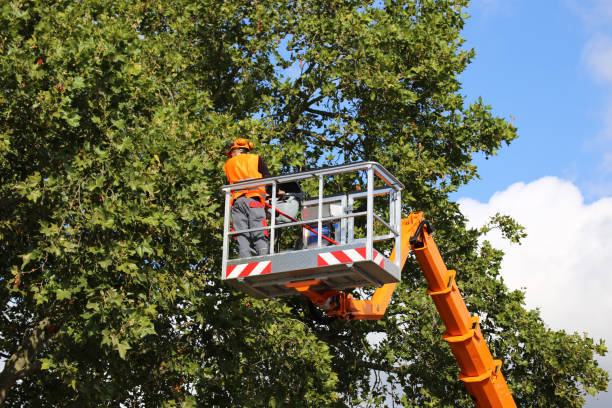 Longview, TX Tree Service Company